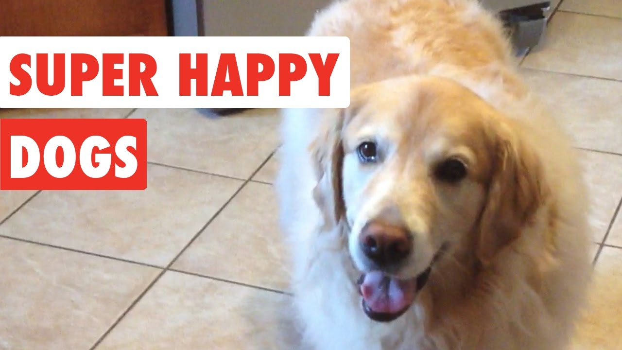Super Happy Dogs | Funny Dog Video Compilation 2017
