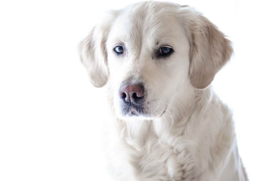 How You Can Save Yourself From a Terrifying Dog Attack