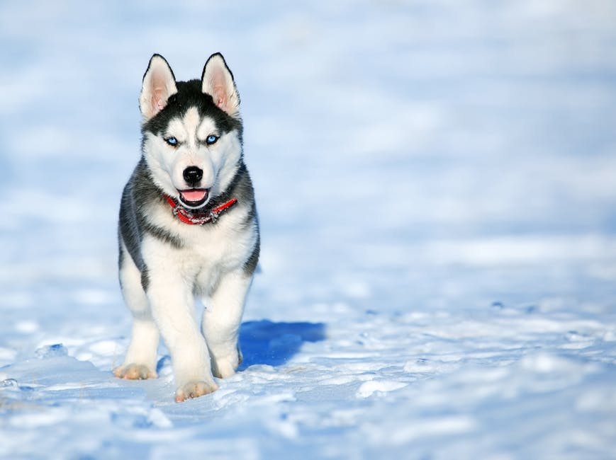 How You Can Save Yourself From a Terrifying Dog Attack