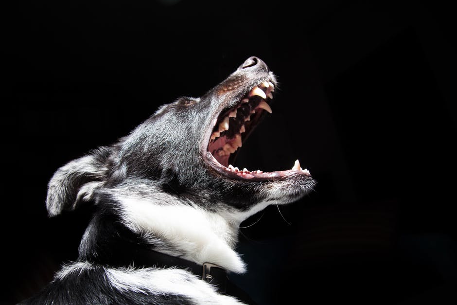 How You Can Save Yourself From a Terrifying Dog Attack