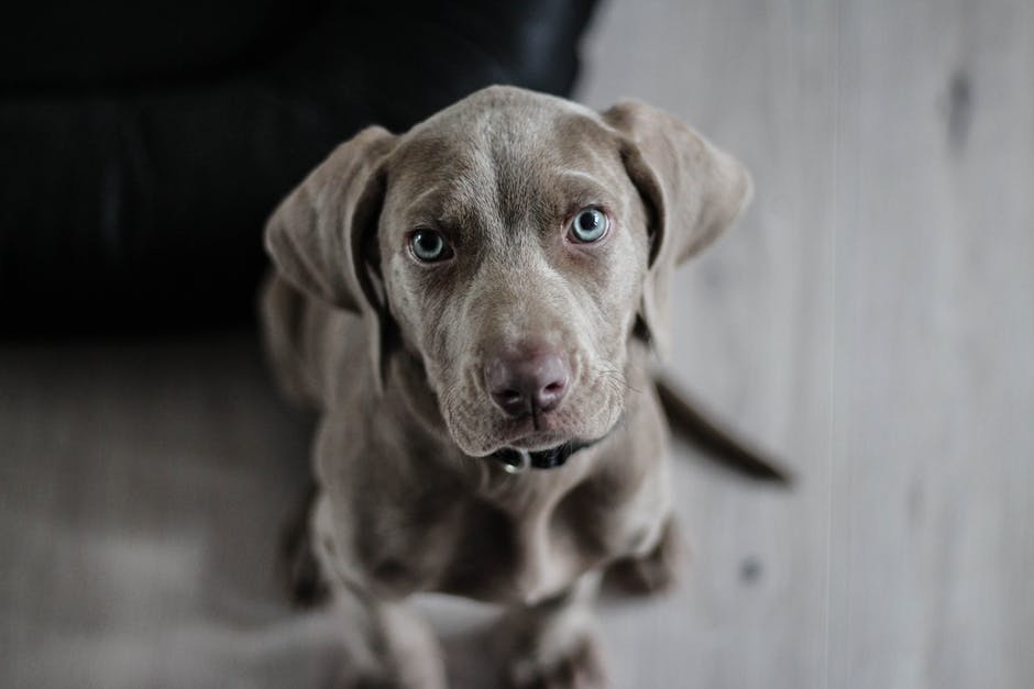 How You Can Save Yourself From a Terrifying Dog Attack