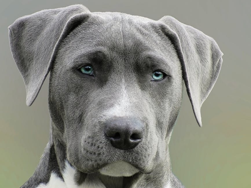 How You Can Save Yourself From a Terrifying Dog Attack