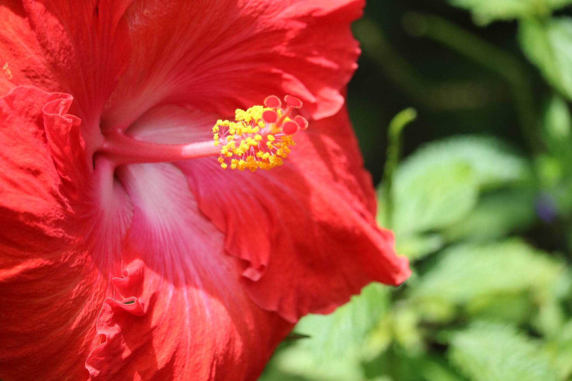 benefits of hibiscus tea