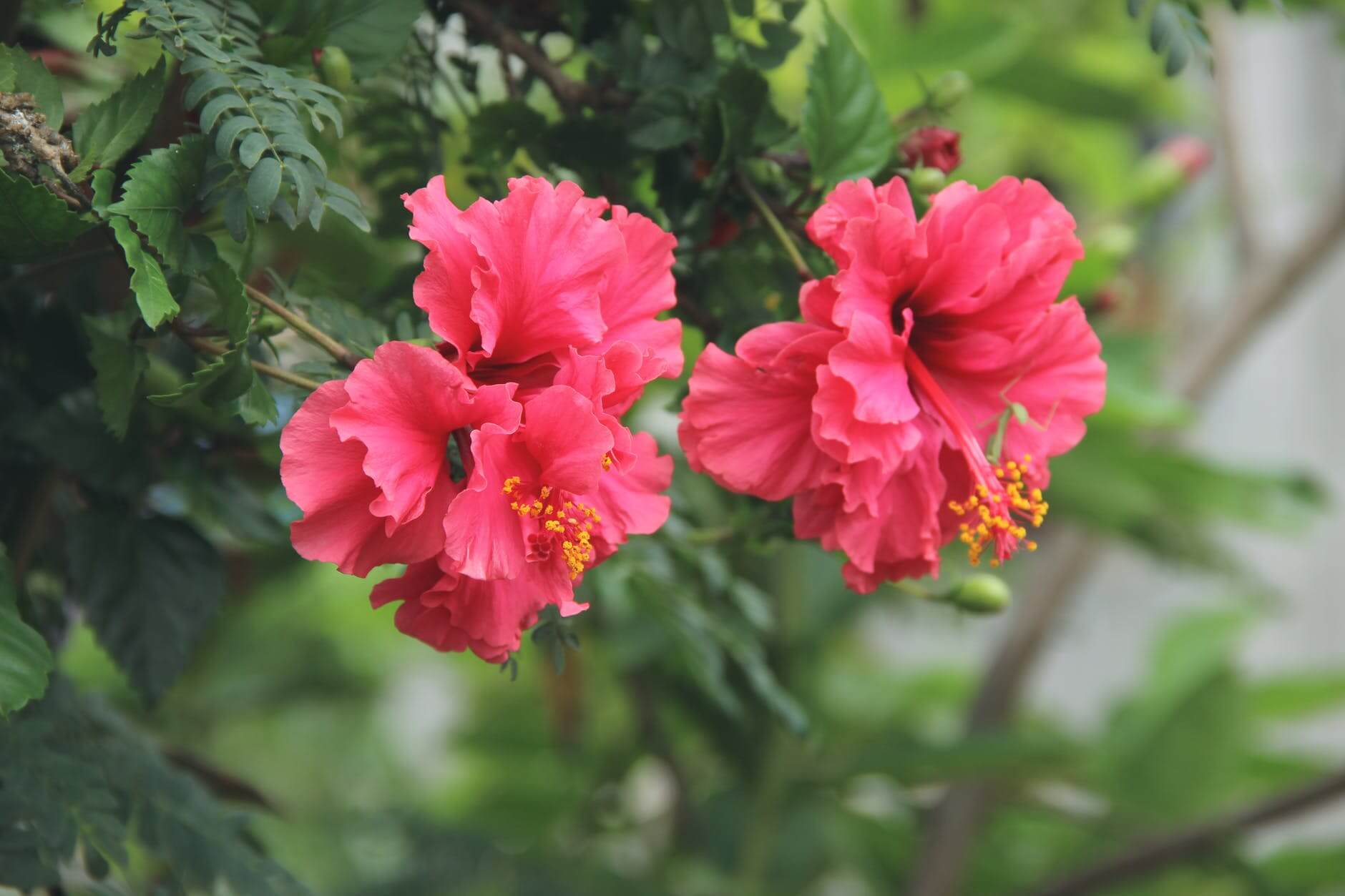 hibiscus tea recipes