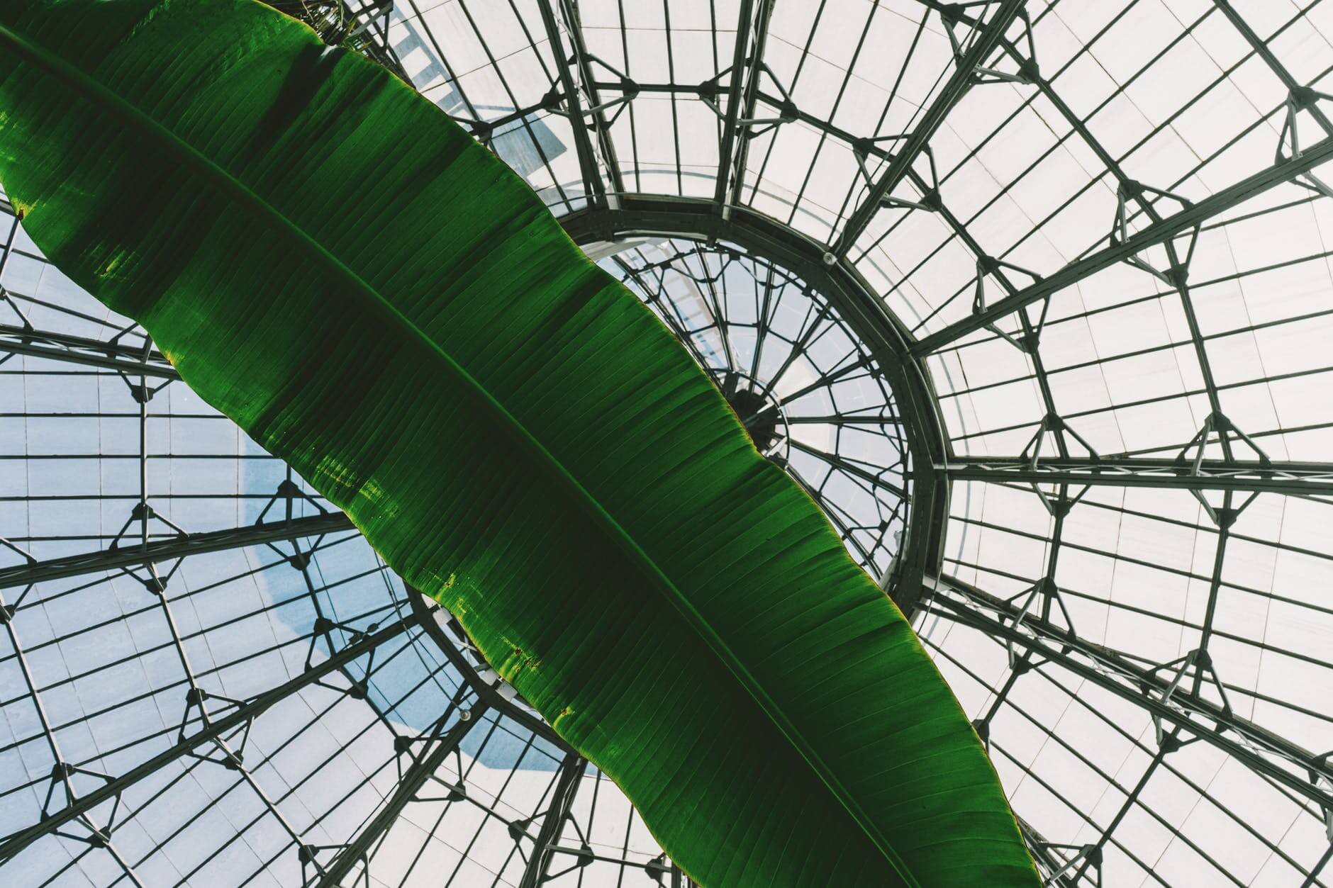 banana leaf therapy benefits 1 banana leaf therapy