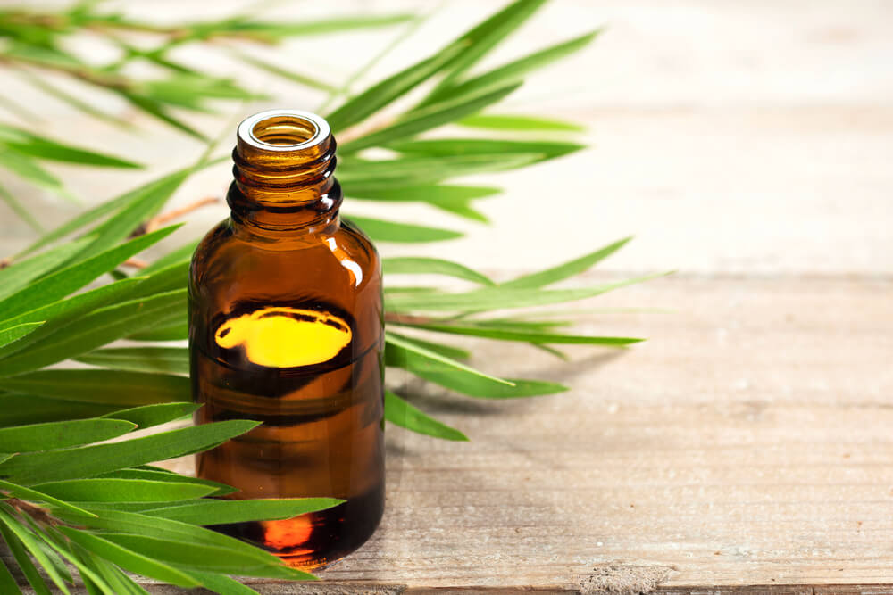 tea tree oil for scalp acne hair loss tea tree oil for scalp acne hair loss