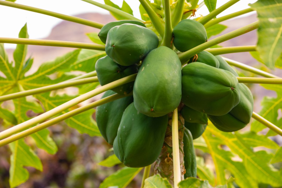 how to make papaya leaf tea