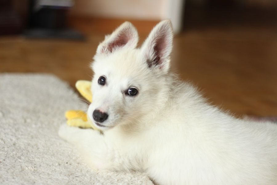 White Dog Names