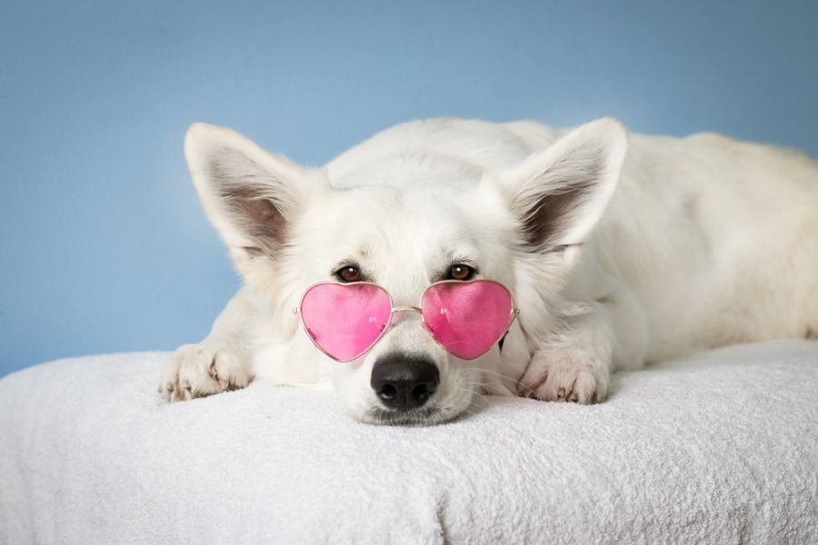 white dog names