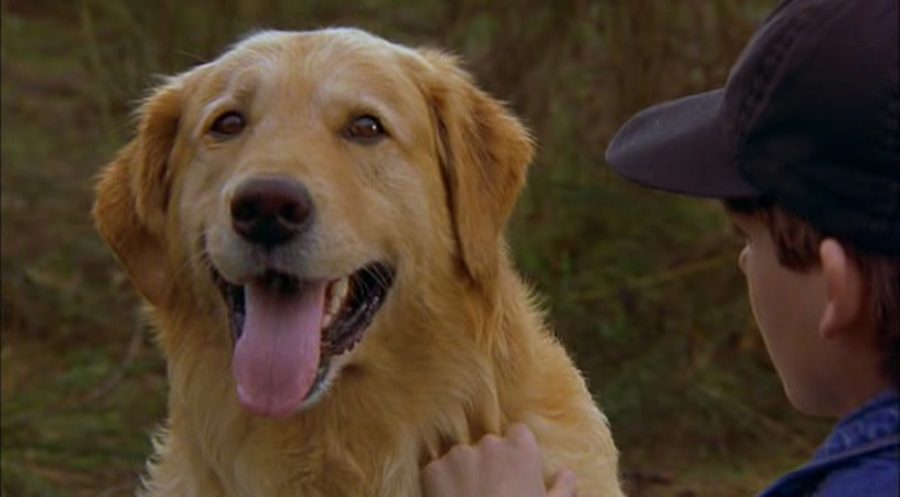 Dog Movies On Netflix
