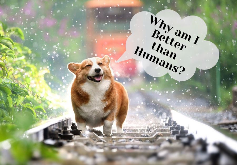 Why Dogs Are Better Than People