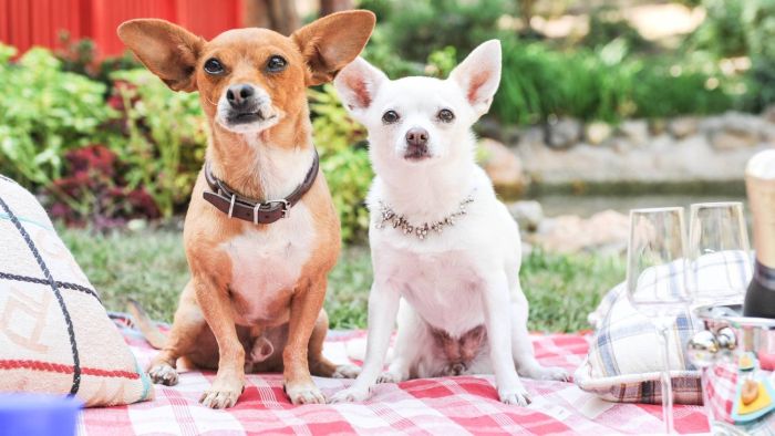 Dog Movies On Netflix