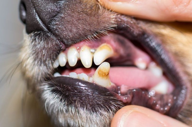 How to Clean Tartar off Dog's Teeth at Home