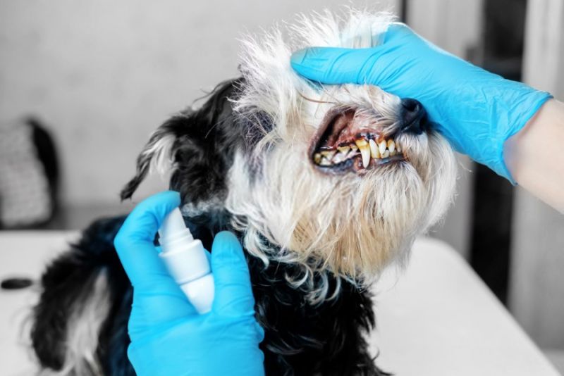 How to Clean Tartar off Dog's Teeth at Home