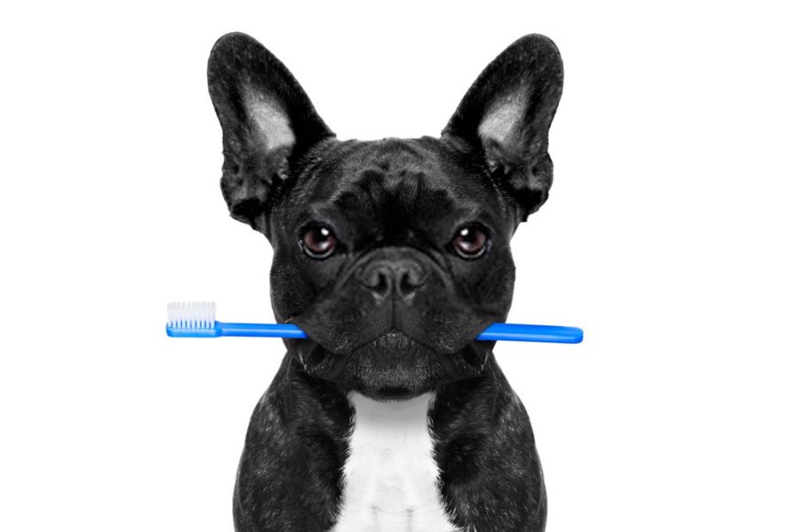 How to Clean Tartar off Dog's Teeth