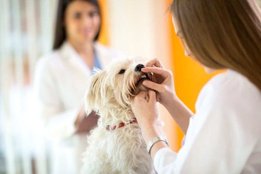 How to Clean Tartar off Dog's Teeth at Home