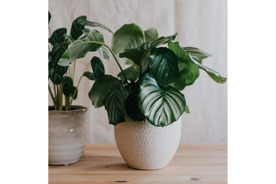 Calathea Orbifolia exotic indoor plants