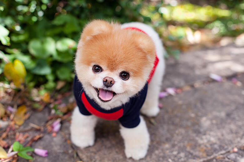 Famous Dogs On Instagram