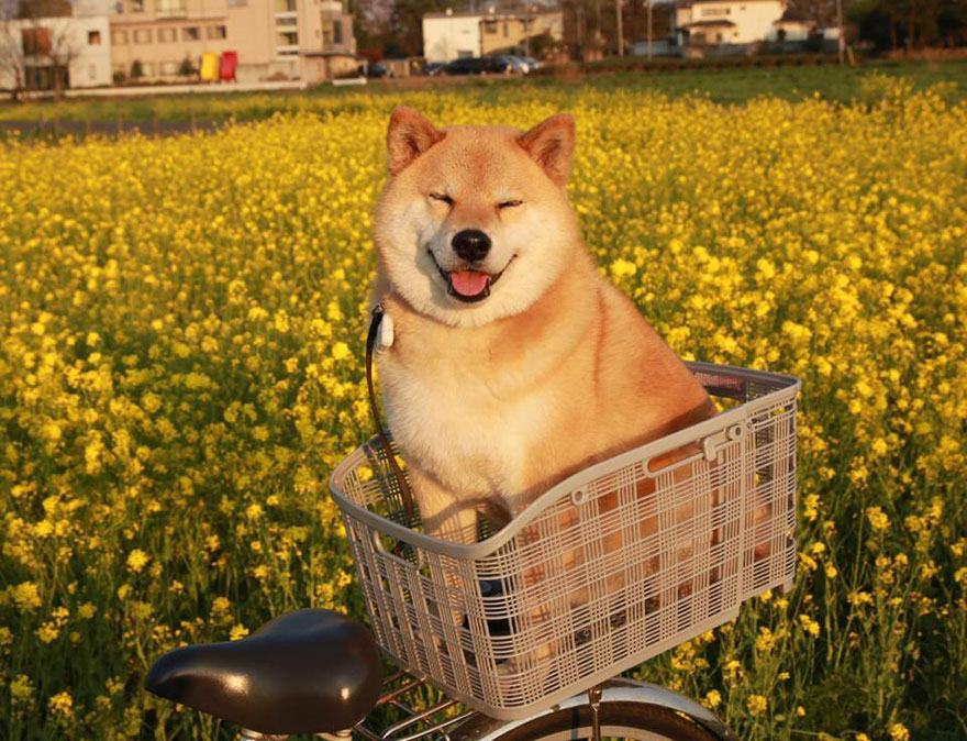 Famous Dogs On Instagram