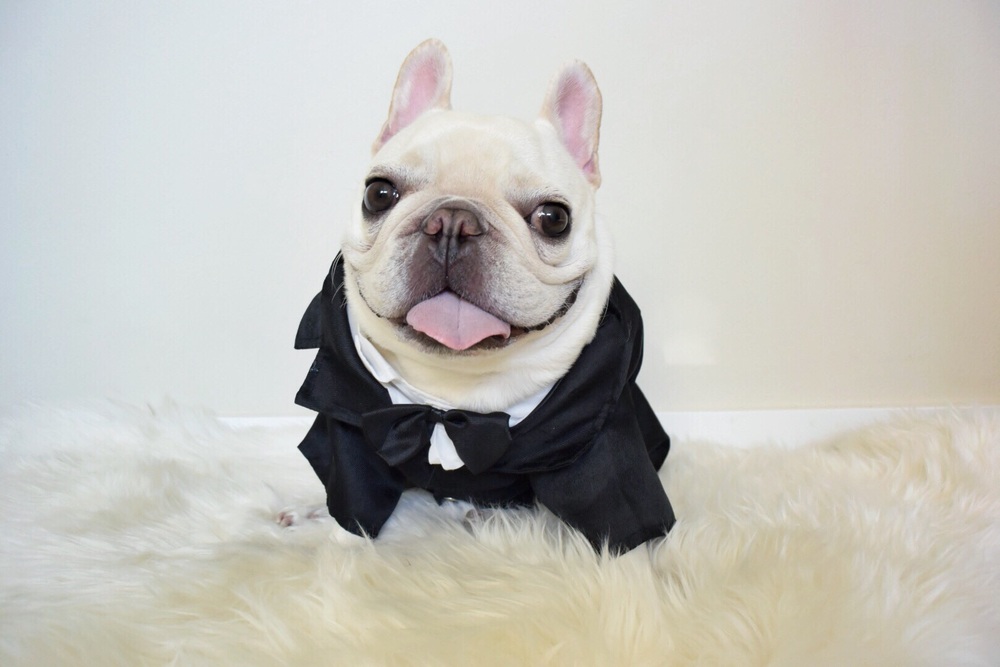 Famous Dogs On Instagram