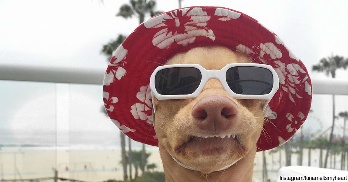 Famous Dogs On Instagram