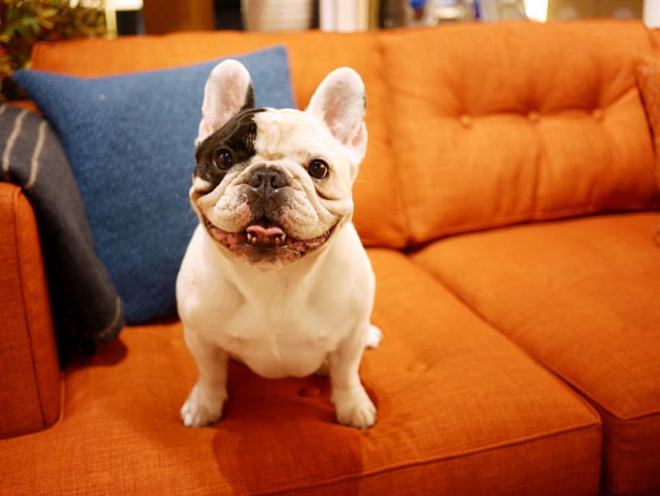 Famous Dogs On Instagram