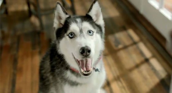 Famous Dogs On Instagram