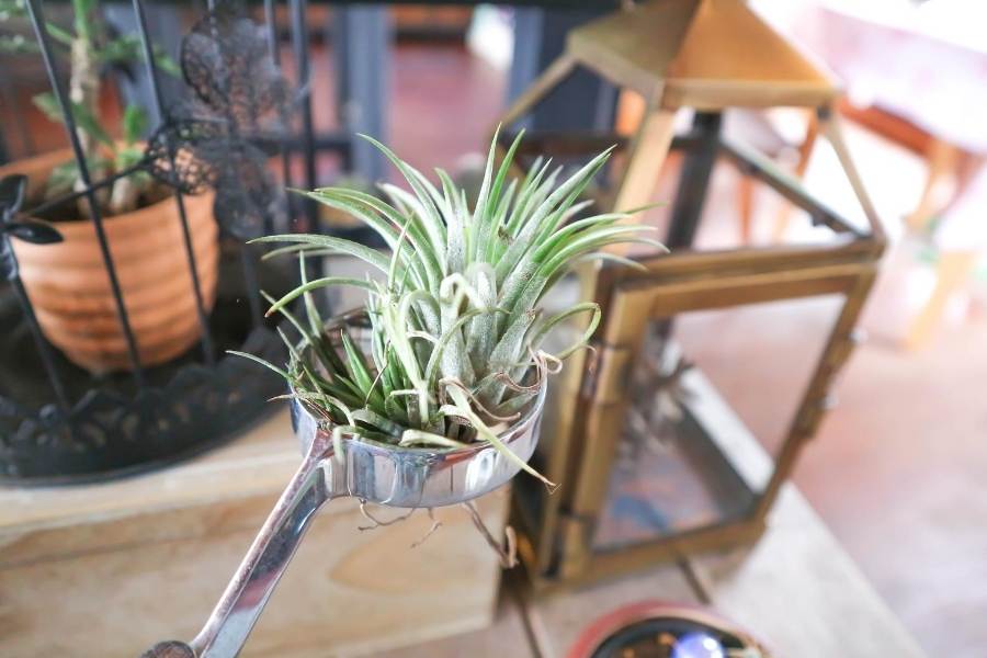 Tillandsia exotic indoor plant