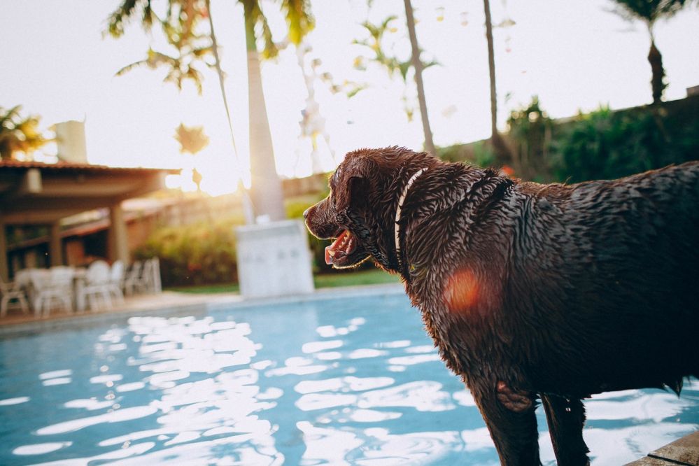 Top 10 Pet-Friendly Resorts near Delhi-NCR & Why You Should Choose Them!