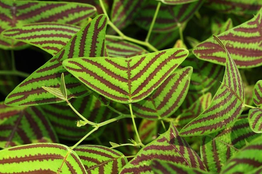 butterfly plant