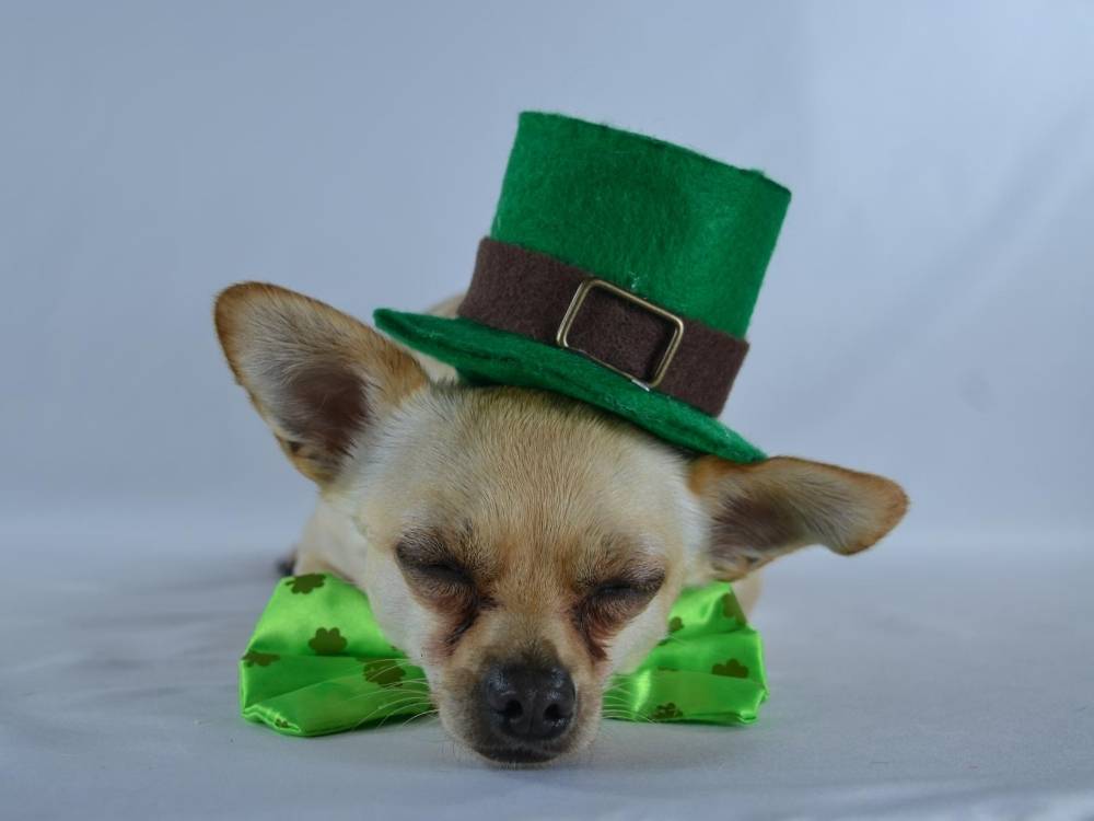 Irish Dog Names