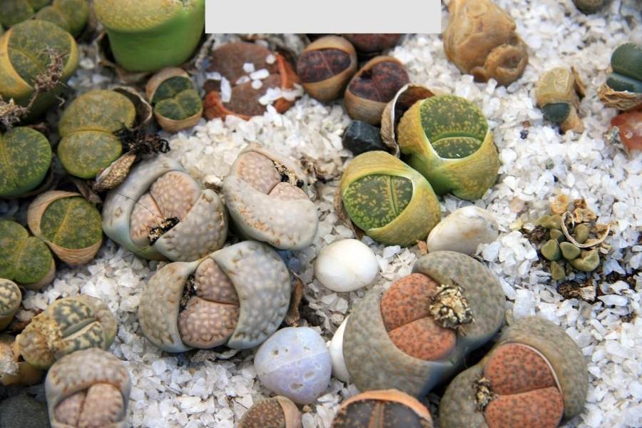 lithops