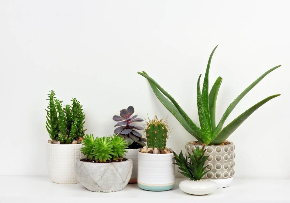 unusual but exotic indoor plants