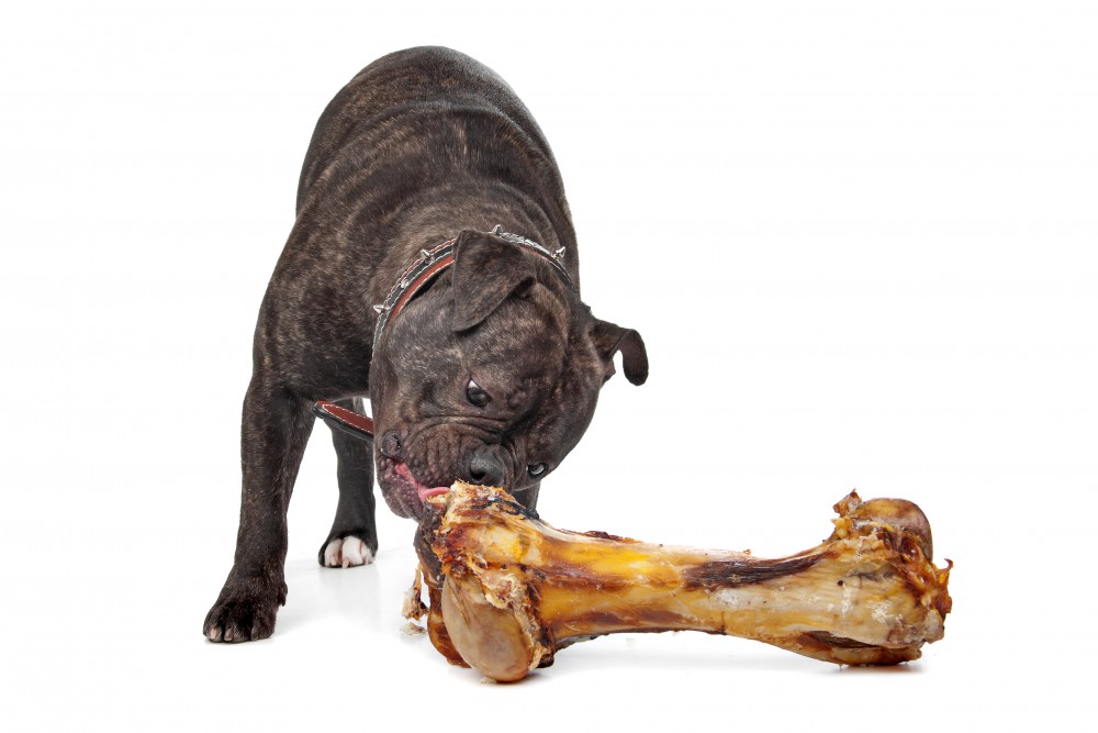 Why Do Dogs Like Bones