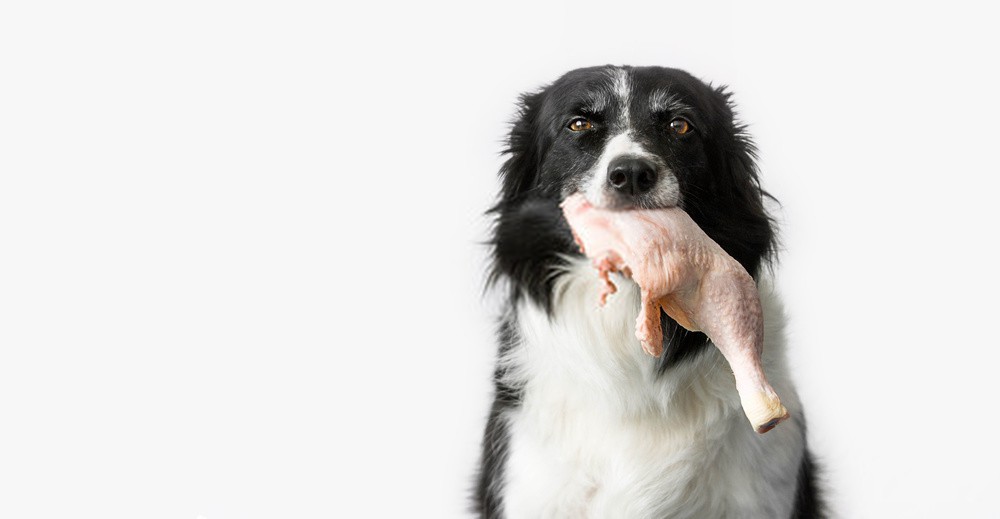 How to Boil Chicken for Dogs