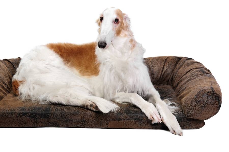 borzoi