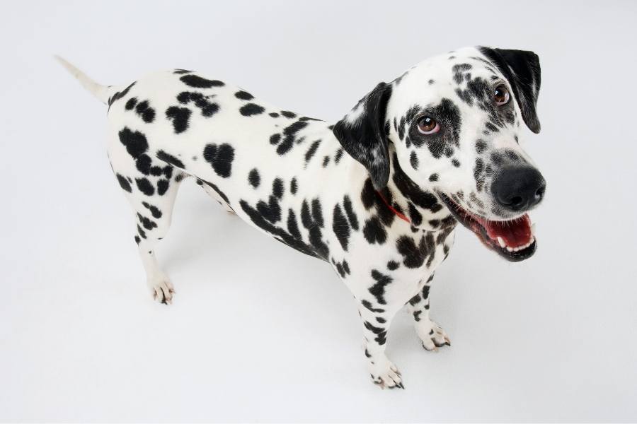 dalmatian Fastest Dog Breeds in the World