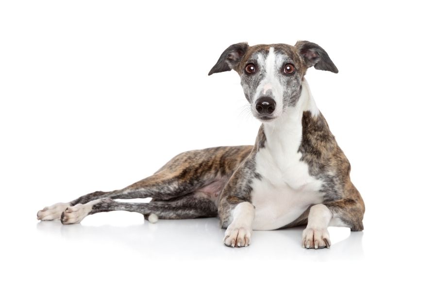 Greyhound Fastest Dog Breeds in the World