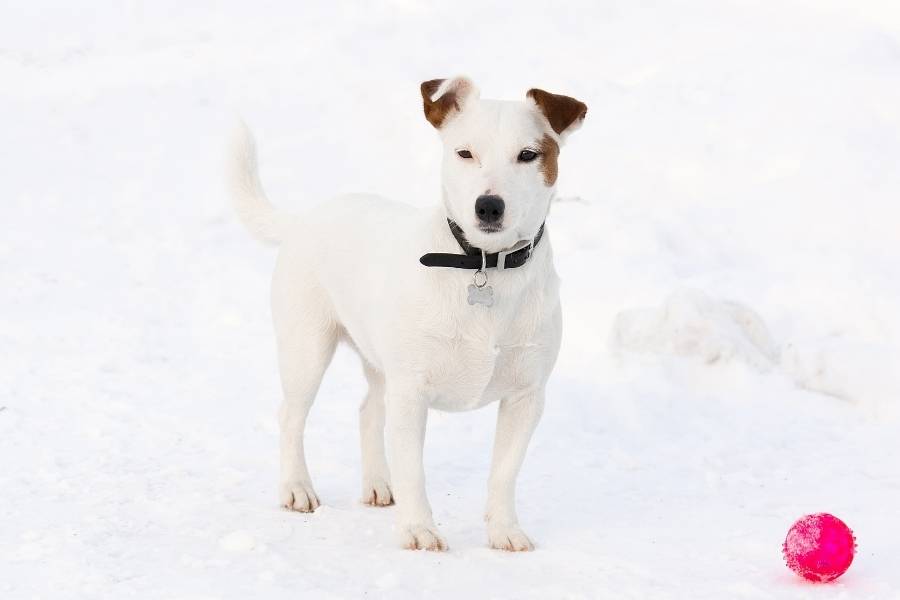 jack russell terrier