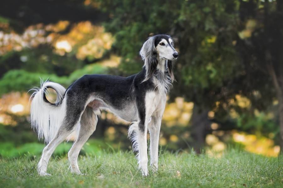 saluki