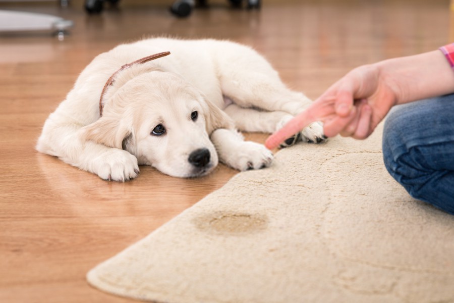 What Neutralizes Dog Urine