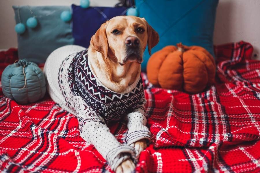 How to Keep a Dog Warm in Winter Night