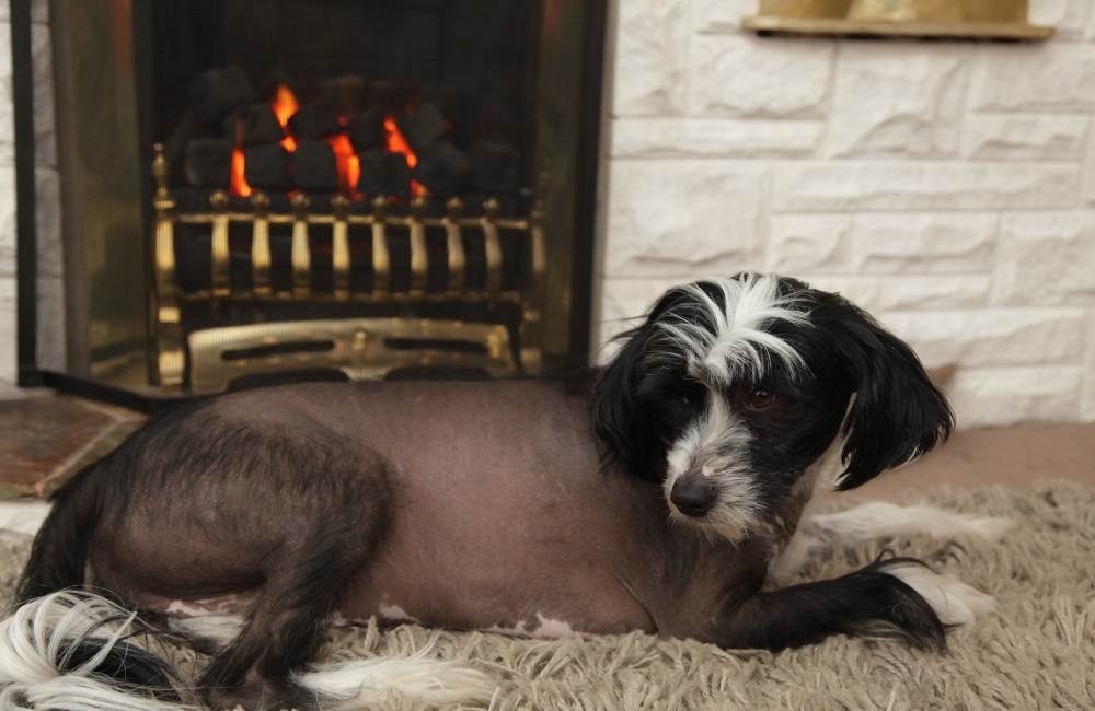 How to Keep a Dog Warm in a Cold Winter Night