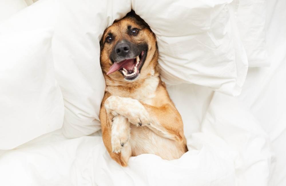 How to Know If Your Dog is Happy