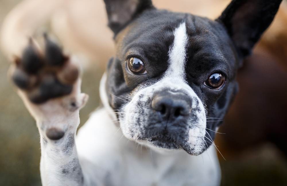 Spiritual Names for Dogs