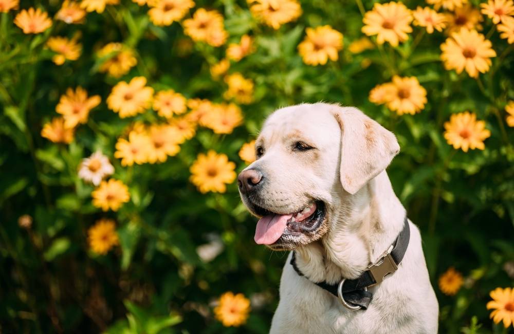 Italian Names for Female Dogs