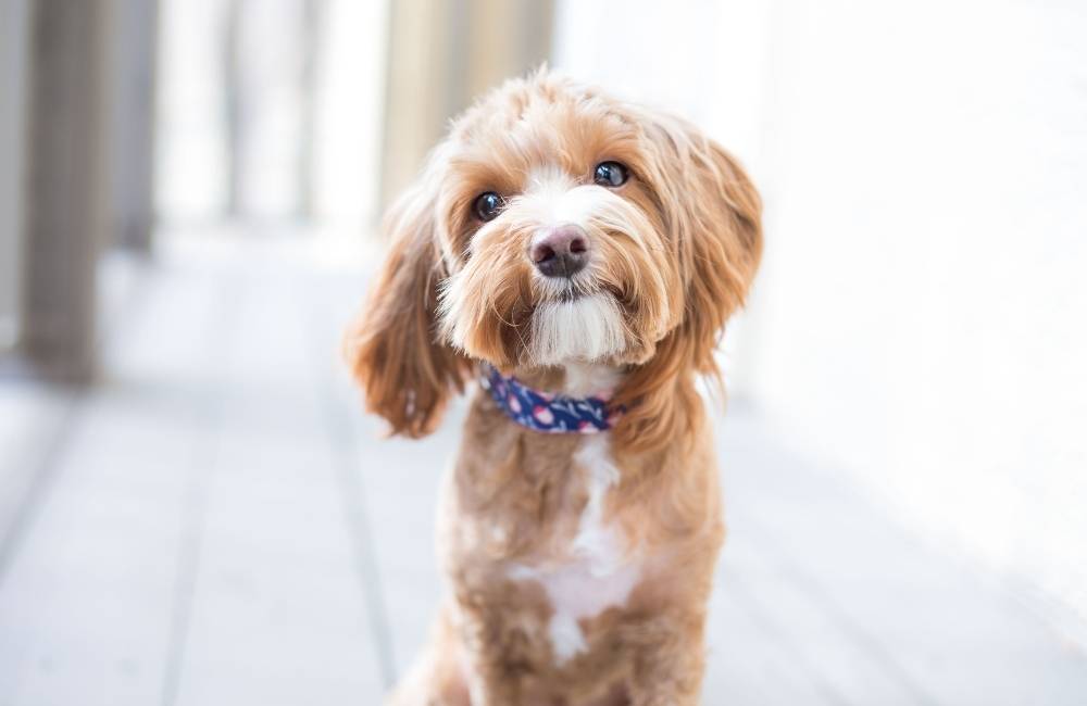 Italian Names for Male Dogs