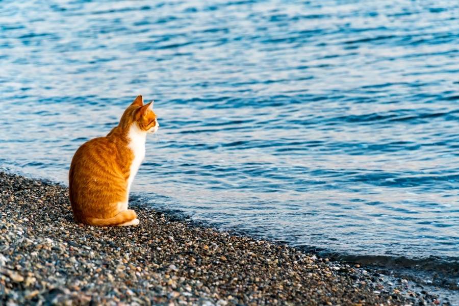 cat thinking deeply by the ocean or sea