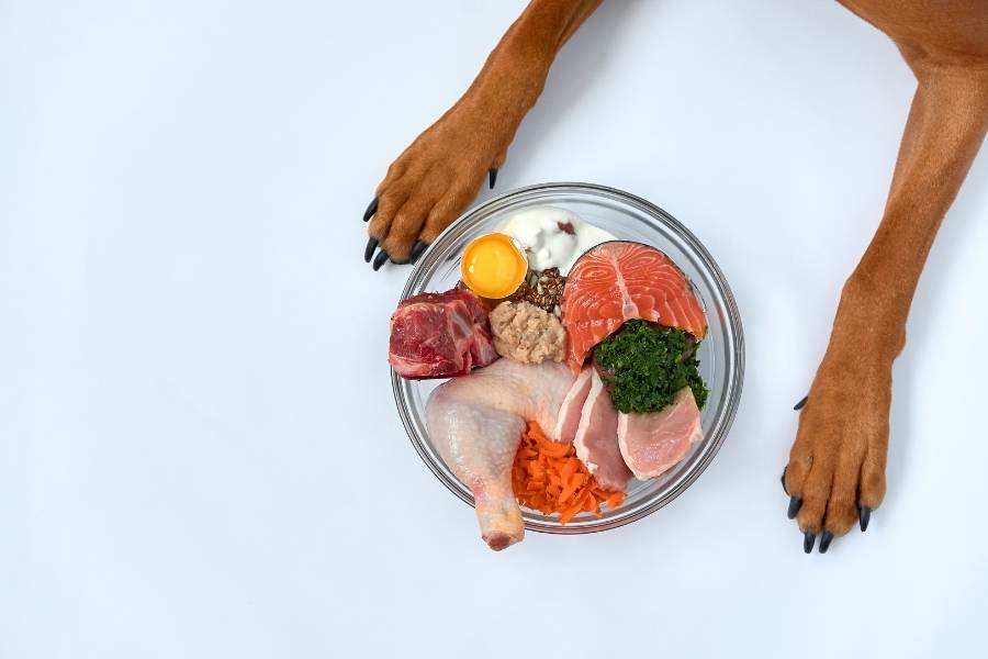 bland food for dogs