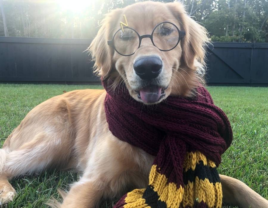 harry potter dog names